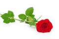 Scarlet rose Royalty Free Stock Photo