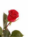 Scarlet rose Royalty Free Stock Photo