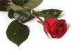 Scarlet rose Royalty Free Stock Photo