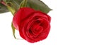 Scarlet rose Royalty Free Stock Photo