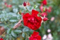 Scarlet rose on a blurred green background Royalty Free Stock Photo