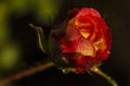 Scarlet rose bud in dew drops Royalty Free Stock Photo