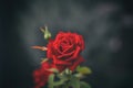 Scarlet rose closeup on dark background, top view Royalty Free Stock Photo