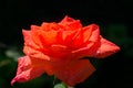 Scarlet rose with drops of morning dew. Close-up. Royalty Free Stock Photo