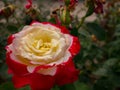 Scarlet rose flower blooming closeup