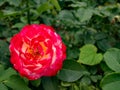 Scarlet rose flower bloom closeup on bush Royalty Free Stock Photo