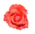 Scarlet rose isolated on white background. Fully open gentle pink rose flower head isolated on white background.