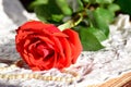 The scarlet rose lies on a white cloth. On the petals of dew. The pearl beads lay beside the red rose. Royalty Free Stock Photo