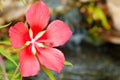 Scarlet Rose Mallow Royalty Free Stock Photo