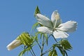 Scarlet rose mallow fower Royalty Free Stock Photo