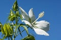 Scarlet rose mallow fower Royalty Free Stock Photo