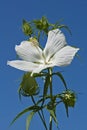 Scarlet rose mallow fower Royalty Free Stock Photo