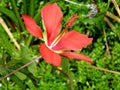 Scarlet Rose Mallow Hibiscus coccineus Royalty Free Stock Photo