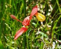 Scarlet Rose Mallow (Hibiscus coccineus) Royalty Free Stock Photo