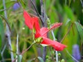 Scarlet Rose Mallow Hibiscus coccineus Royalty Free Stock Photo