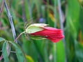 Scarlet Rose Mallow Hibiscus coccineus Royalty Free Stock Photo