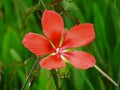Scarlet Rose Mallow Hibiscus coccineus Royalty Free Stock Photo