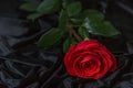 Scarlet rose on a rumpled black velvet