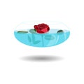 Scarlet rose in a vase of water. Vector illustration beatiful rose in nice transparent bowl with water