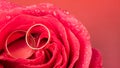 Scarlet rose with wedding rings on pink background. Pink rose in water drops close-up. Rose in dew. Flowers as a gift for the Royalty Free Stock Photo