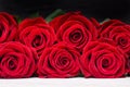 Scarlet roses on a black background. Close up