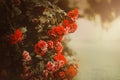 Scarlet roses wither on the bush, dropping red petals on the asphalt on an autumn day. The beauty of nature