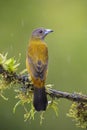 Scarlet-rumped Tanager - Ramphocelus passerinii