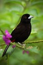 Scarlet-rumped Tanager, Ramphocelus passerinii, exotic black bird in the nature habitat, Costa Rica, with violet flower