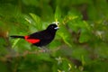 Scarlet-rumped Tanager, Ramphocelus passerinii, exotic tropic red and black song bird form Costa Rica, in the green forest nature Royalty Free Stock Photo