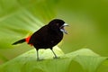 Scarlet-rumped Tanager, Ramphocelus passerinii, exotic tropic red and black song bird form Costa Rica, in the green forest nature Royalty Free Stock Photo