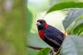 Scarlet-rumped tanager tanager, Ramphocelus passerinii. La Fortuna, Volcano Arenal, Costa Rica Wildlife