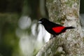 Scarlet-rumped Tanager sitting on tree in tropical mountain rain forest in Costa Rica, clear and green background, small songbird