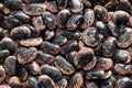 Scarlet runner beans Royalty Free Stock Photo