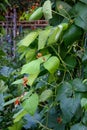 Scarlet Runner Beans growing in a garden, red blooms and green leaves Royalty Free Stock Photo