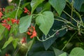 Scarlet Runner Beans growing in a garden, red blooms and green leaves