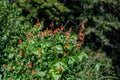 Scarlet Runner Beans growing in a garden, red blooms and green leaves Royalty Free Stock Photo