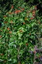 Scarlet Runner Beans growing in a garden, red blooms and green leaves Royalty Free Stock Photo