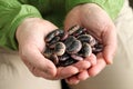 Scarlet runner beans in hands Royalty Free Stock Photo
