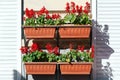 Scarlet sage in the plastic pots Royalty Free Stock Photo