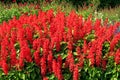 Scarlet sage. Salvia splendens Citaro. Royalty Free Stock Photo