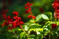 Scarlet Sage, Salvia Splendens, Vista Red, Tropical Sage, Bright Red Flowers And Green Sage Leaves In Early Spring, Close-up
