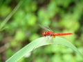 Scarlet skimmer or Crimson darter  Dragonfly on leaf Royalty Free Stock Photo