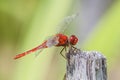 Scarlet skimmer - Crocothemis servilia