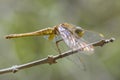 Scarlet skimmer - Crocothemis servilia