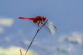 Scarlet Skimmer on a dead grass.