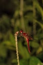 Scarlet Skimmer Dragonfly, Crocothemis servilia, Bokaro, West Bengal