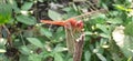 Scarlet Skimmer Dragonfly Resting on Plant Twig Royalty Free Stock Photo