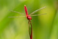 Scarlet skimmer or ruddy marsh skimmer - Crocothemis servilia a species of dragonfly of the family Libellulidae, native to east