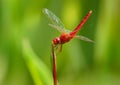 Scarlet skimmer or ruddy marsh skimmer - Crocothemis servilia a species of dragonfly of the family Libellulidae, native to east