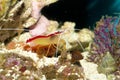 Scarlet Skunk Cleaner Shrimp Royalty Free Stock Photo